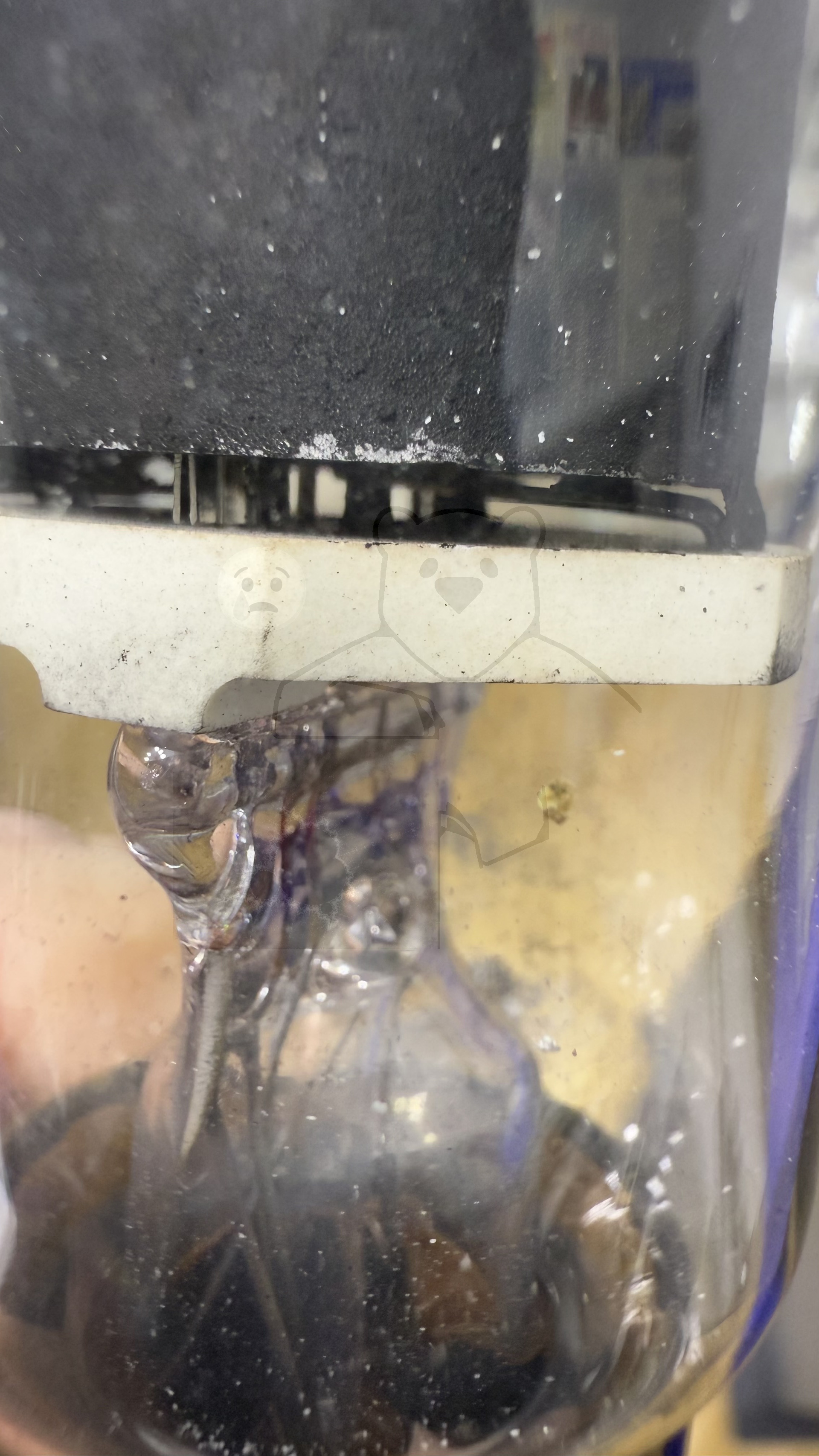 Röhre PL57 #8003 Bild 6