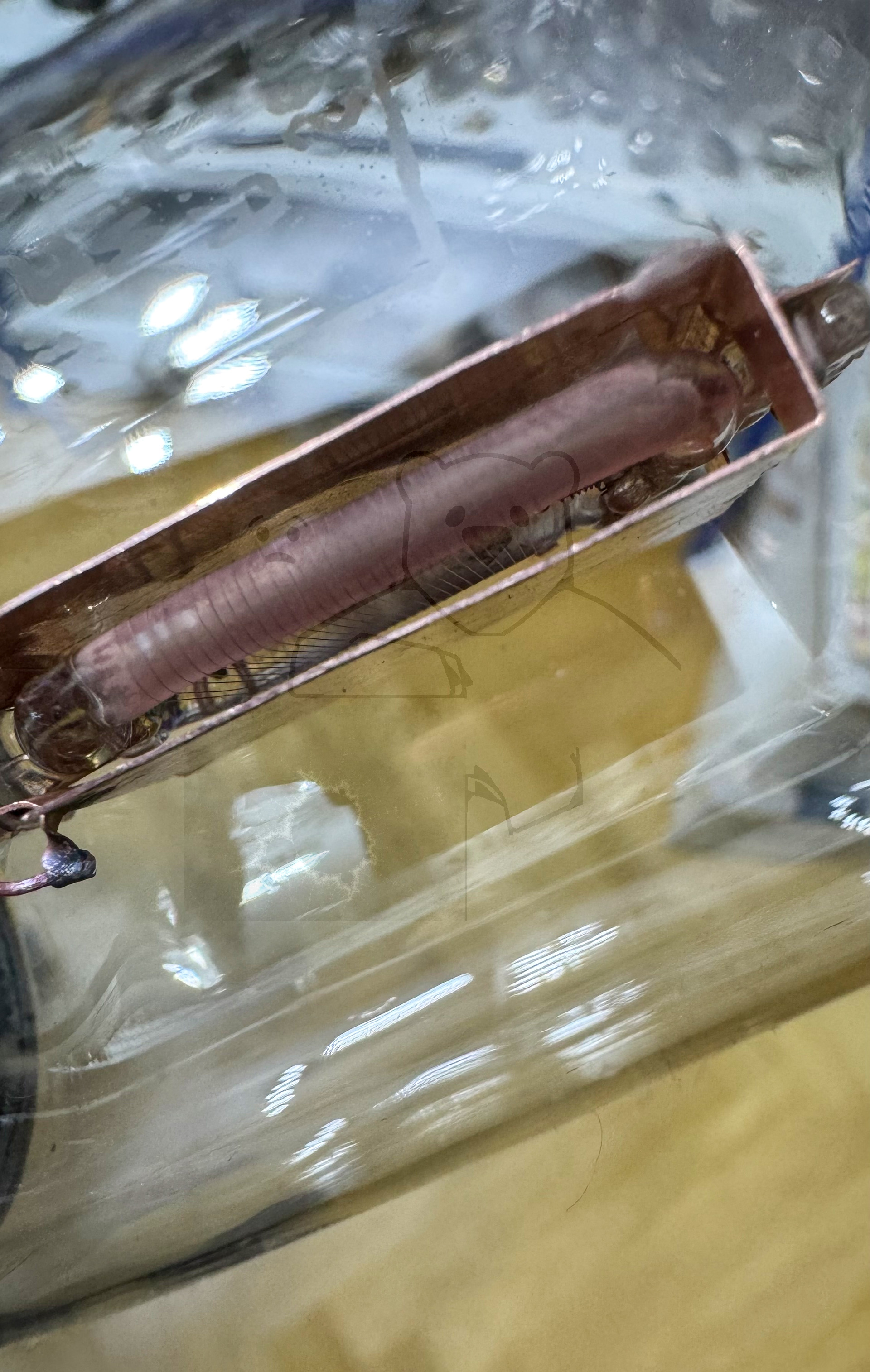 Röhre Seddig 50191 #7562 Bild 21